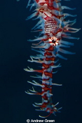 Ornate Ghost Pipefish Nauticam NA_D7000v 60mm macro lens by Andrew Green 